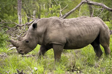 Foto op Plexiglas Rhino in Kruger Park © senai aksoy