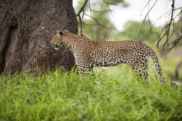 Leopard in tall grass