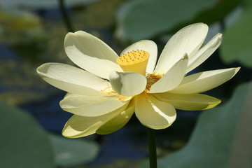 Lotus Flower