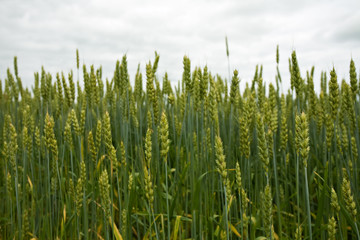 Green ears of wheat