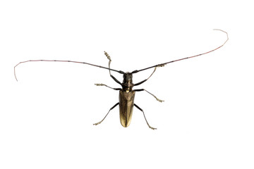 Capricorn beetle