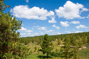 Fototapeta na wymiar pine tree forest landscape