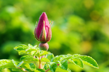 wild rose bud with dew