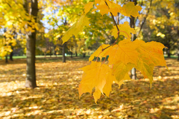 gold autumn