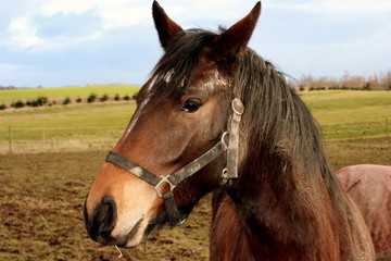 Obraz premium portrait of a horse