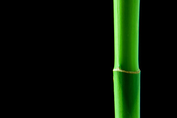 The bamboo on the black background