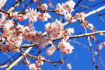 Frühlingserwachen