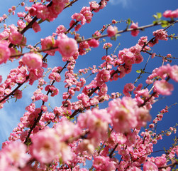 Fr&uuml;hlingserwachen