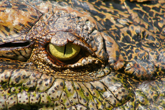 Eye of a crocodile