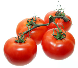 tomatoes