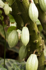 cocoa tree - 11918656