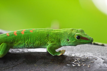 Green gecko