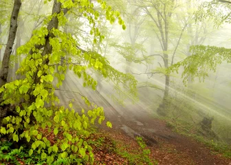 Fotobehang Mystic foggy forest landscape © SJ Travel Footage