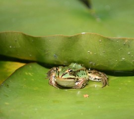 Frosch