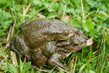 Krötenpaar
