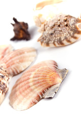 shells on white background