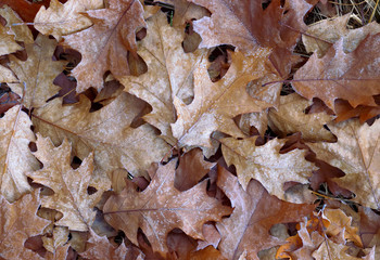 Autumn leaves background