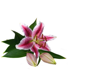 Lilies isolated on white background