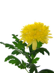 chrysanthemum