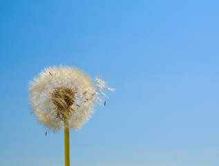 Dandelion seeds blown in the wind