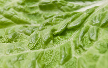 leaves of lettuce