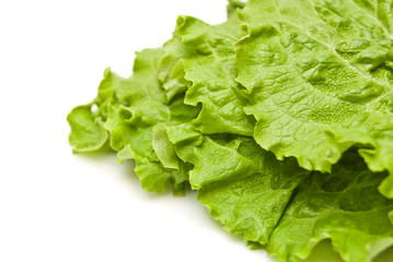 leaves of lettuce