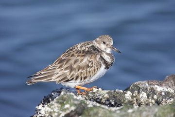 Ruddy Turnstone