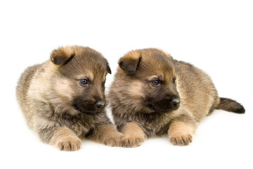 Fototapeta premium two sheep-dogs puppys isolated on white background