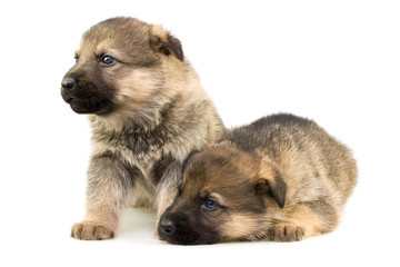 two sheep-dogs puppys isolated on white background