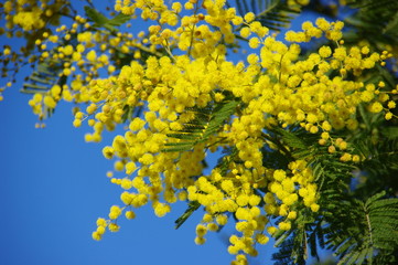 BRANCHES DE MIMOSA