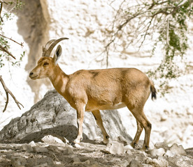 nubian ibex capra