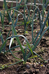 Growing Leeks