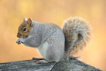 Eating squirrel