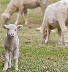 Fototapeta premium cute lamb on farm