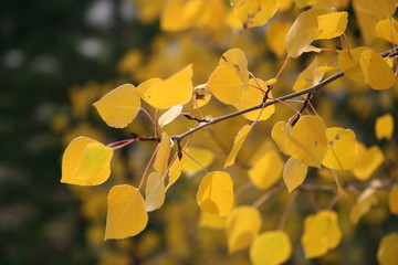 Bright yellow aspen leaves fall foliage