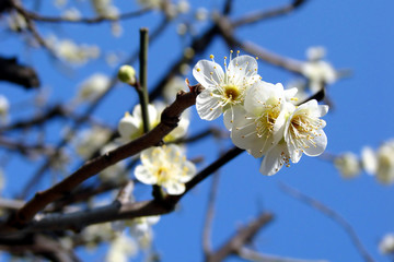 Plum tree blossom and blue sky in Japan