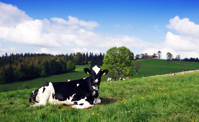 Swiss Cow in the green fields