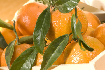 mandarine 02
