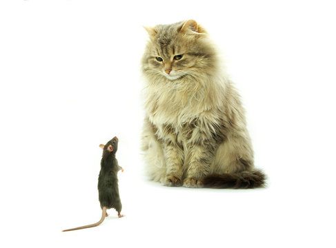 Cat And Rat