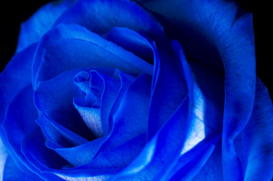 Rose blu