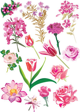 pink flowers collection