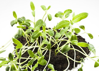 young sunflowers sprouts in the soil isolated over white