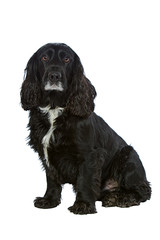 English Cocker Spaniel Isolated on White