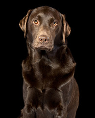 Handsome Chocolate Labrador against Black Background