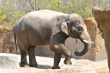 Naklejka premium Elephant playing with dirt