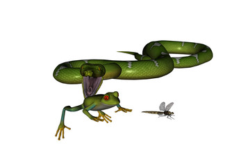 Chaine alimentaire (serpent,grenouille,libellule)