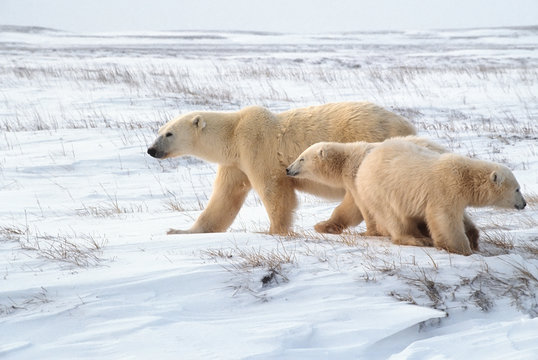 Polar bears in Canadian Arctic