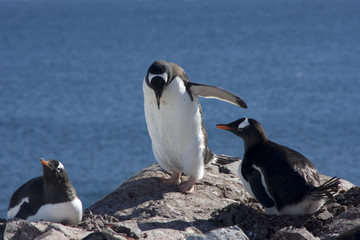 Fototapeta premium Eselspinguine