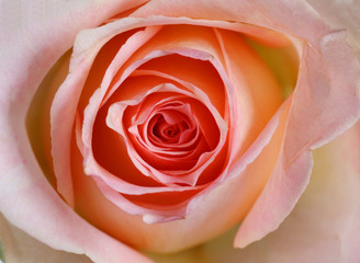 Fototapeta na wymiar close up of a rose