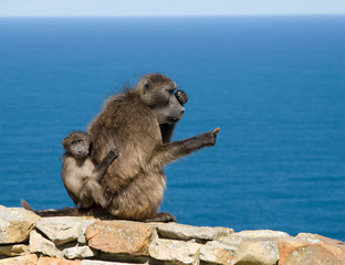 Chacma Baboon (Papio ursinus)